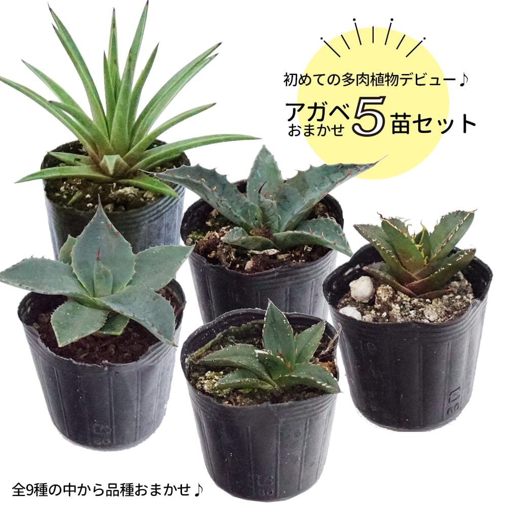 アガベ おまかせ5苗セット 2号ポット苗