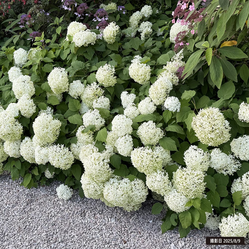 アジサイ アナベル 苗 おすすめ 苗木部 By 花ひろばオンライン