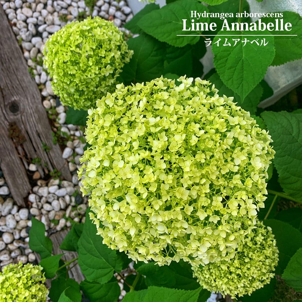 アジサイ ライムアナベル 苗 おすすめ 苗木部 By 花ひろばオンライン