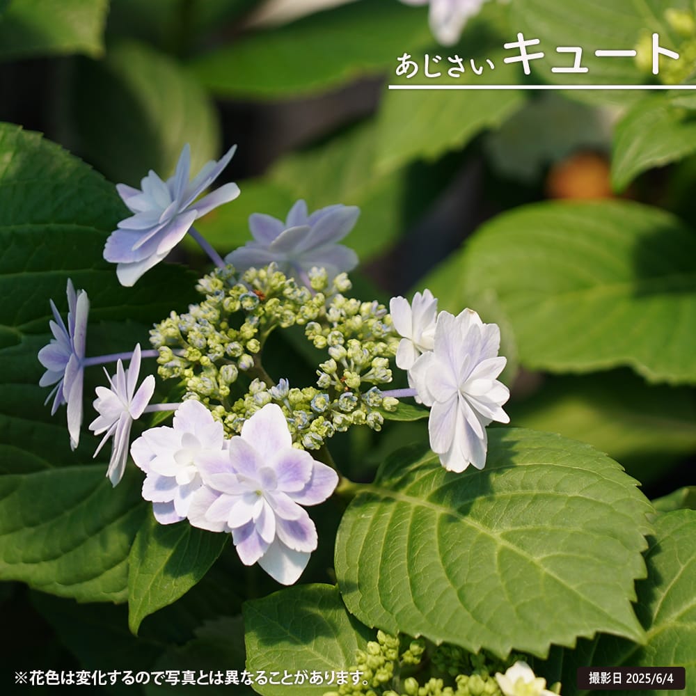 アジサイ キュート 苗 販売 苗木部 By 花ひろばオンライン
