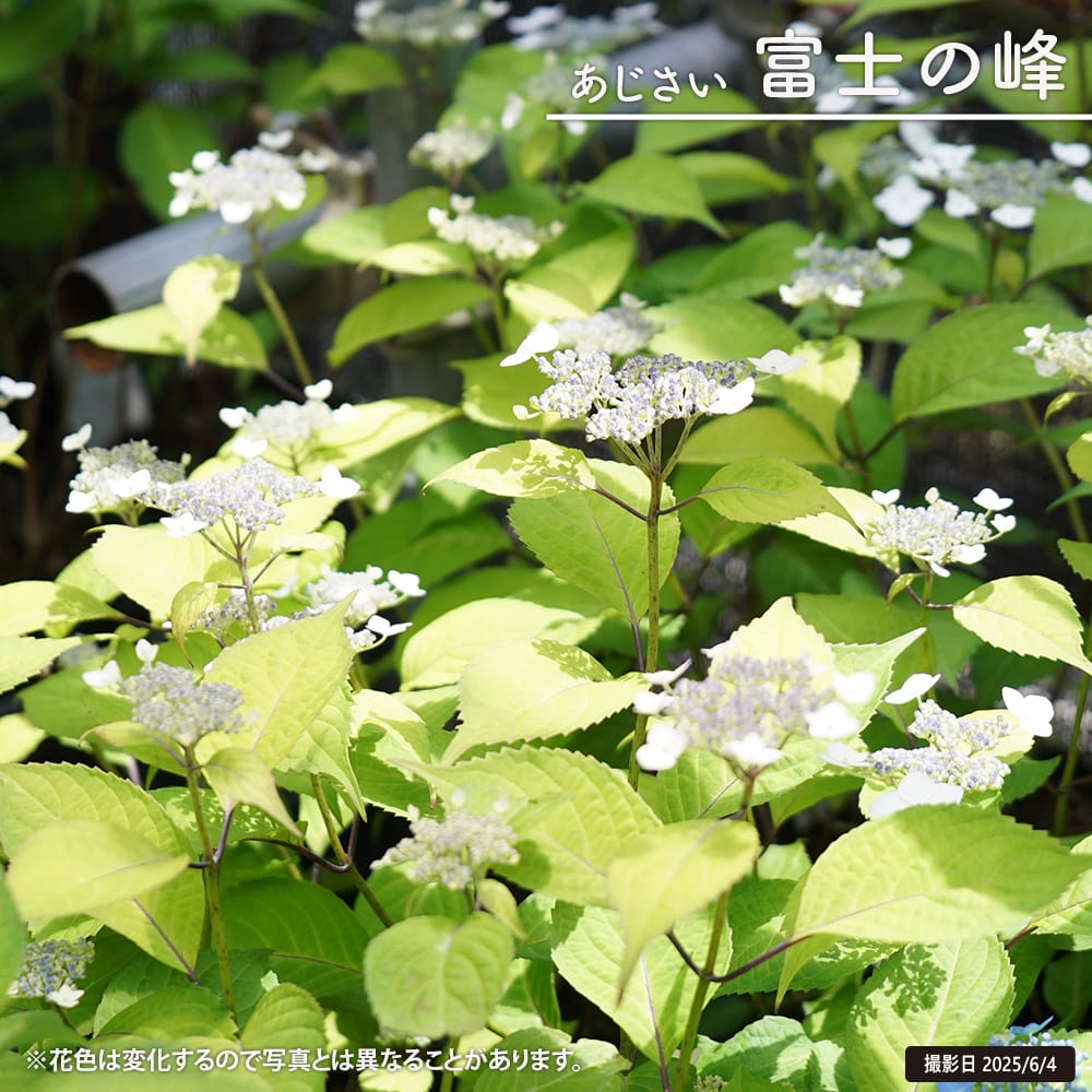 ヤマアジサイ 富士の峰 苗 販売 苗木部 By 花ひろばオンライン