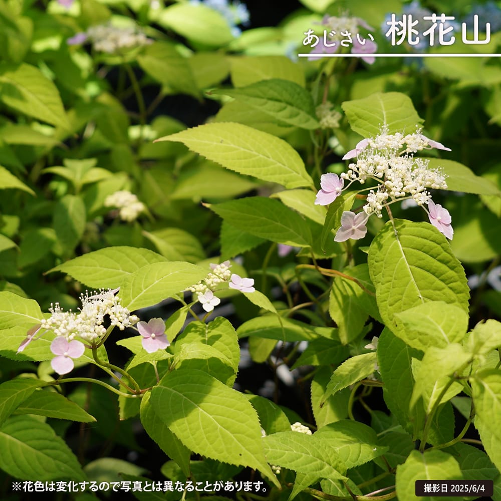 アジサイ 桃花山 