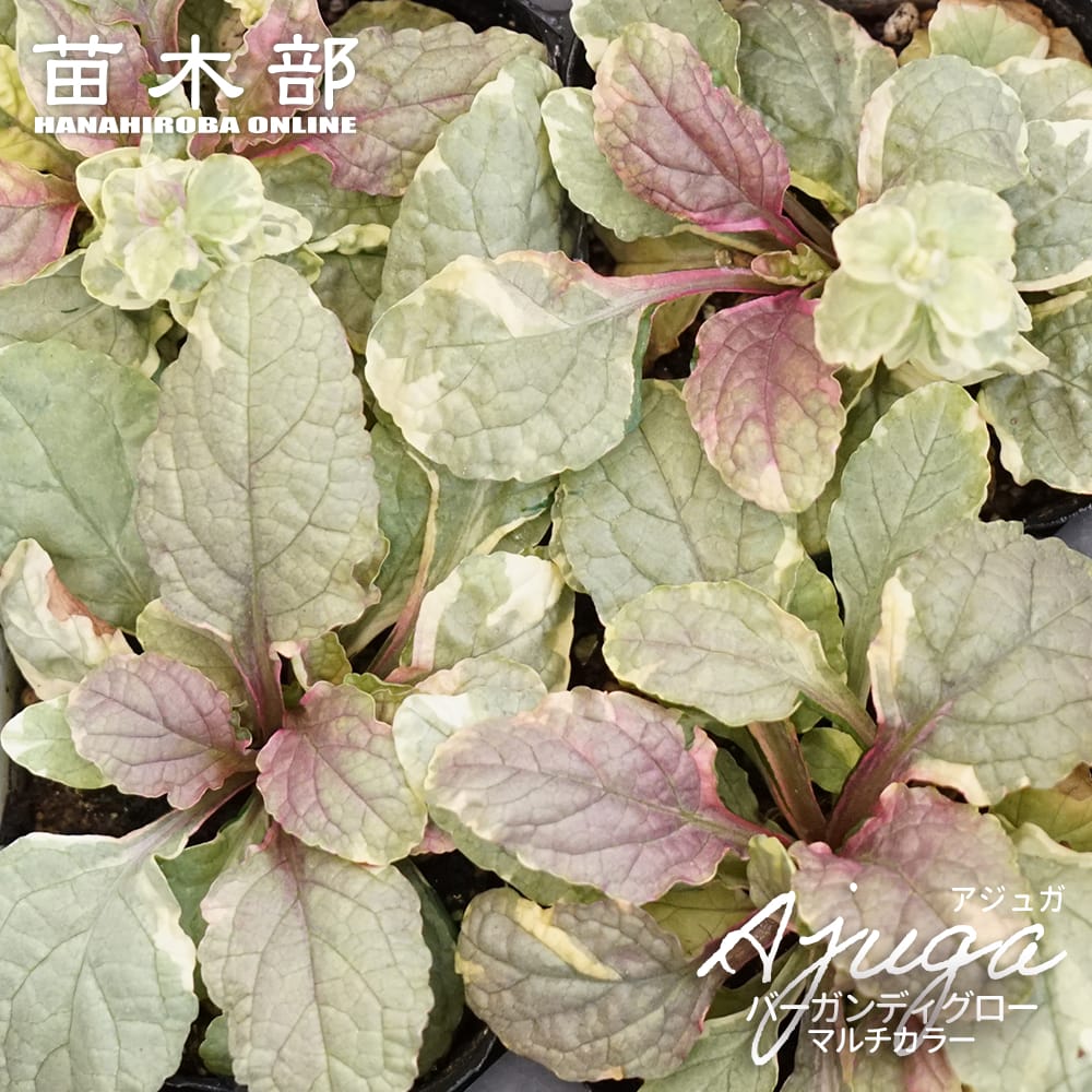 アジュガ レプタンス 苗 販売 苗木部 By 花ひろばオンライン