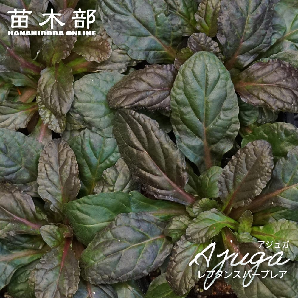 アジュガ パープレア 