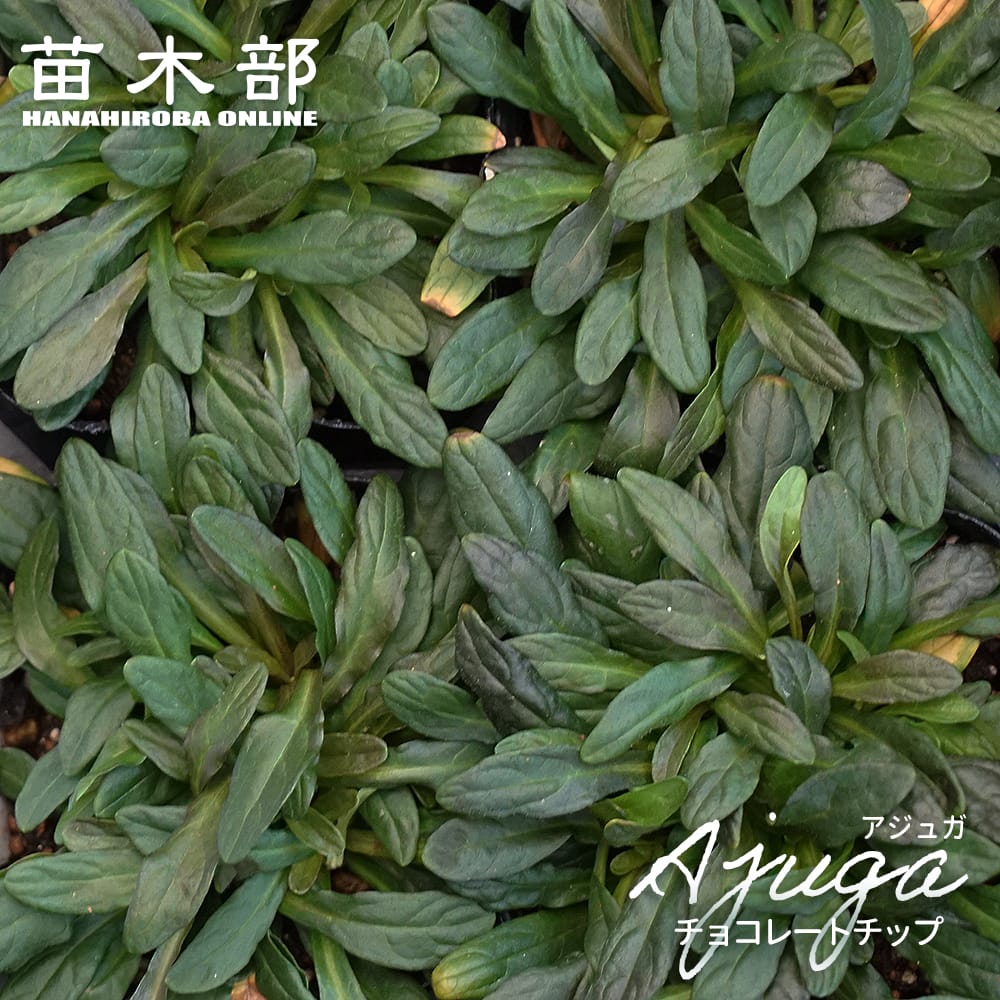 アジュガ チョコレートチップ 