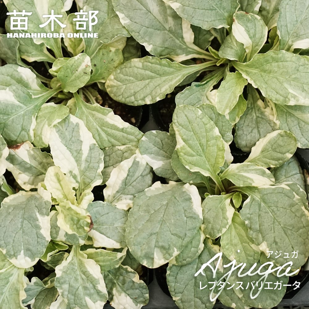 アジュガ バーガンディグロー 