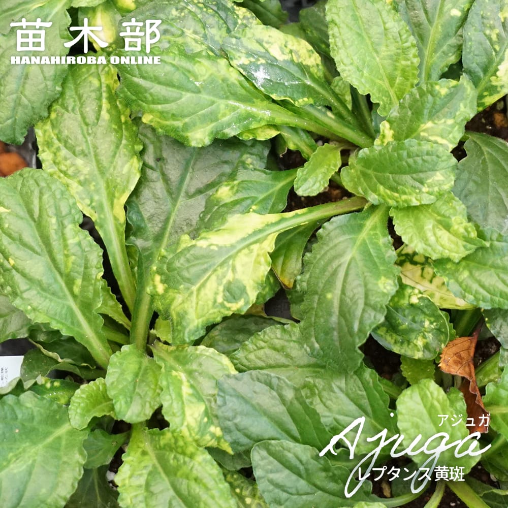 アジュガ バーガンディグロー 