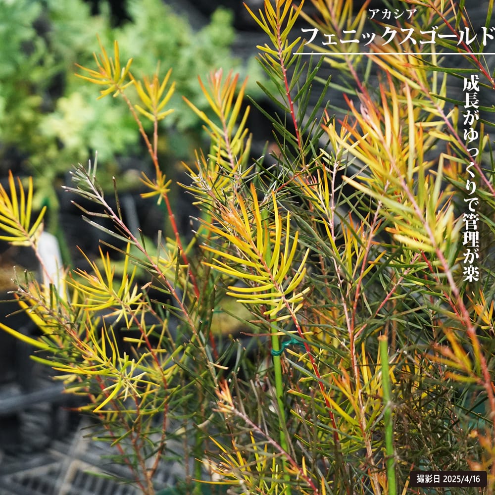 アカシア フェニックスゴールド 