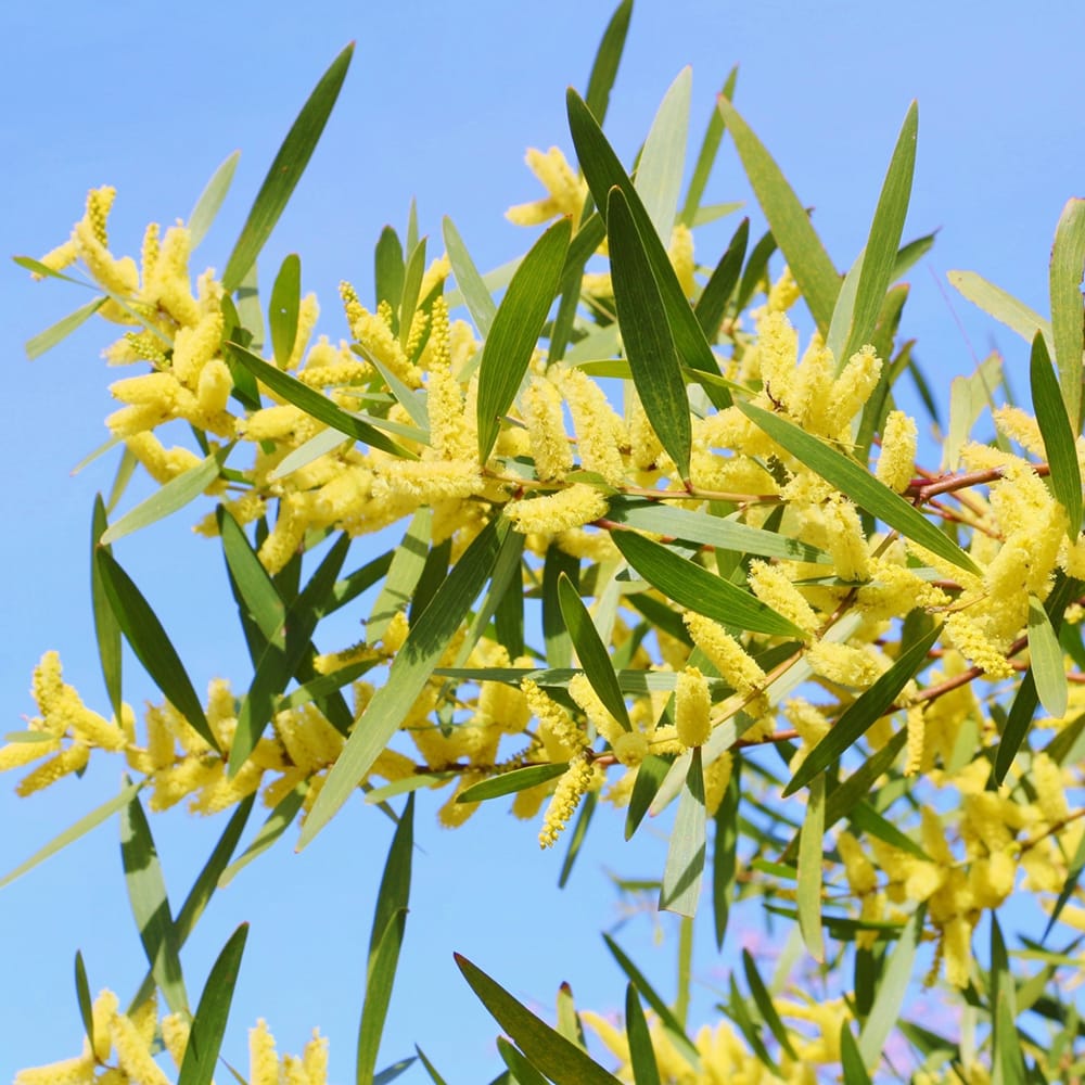 アカシア ロンギフォリア 2