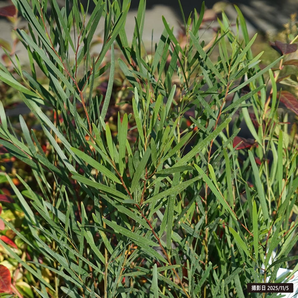 アカシア ロンギフォリア 3