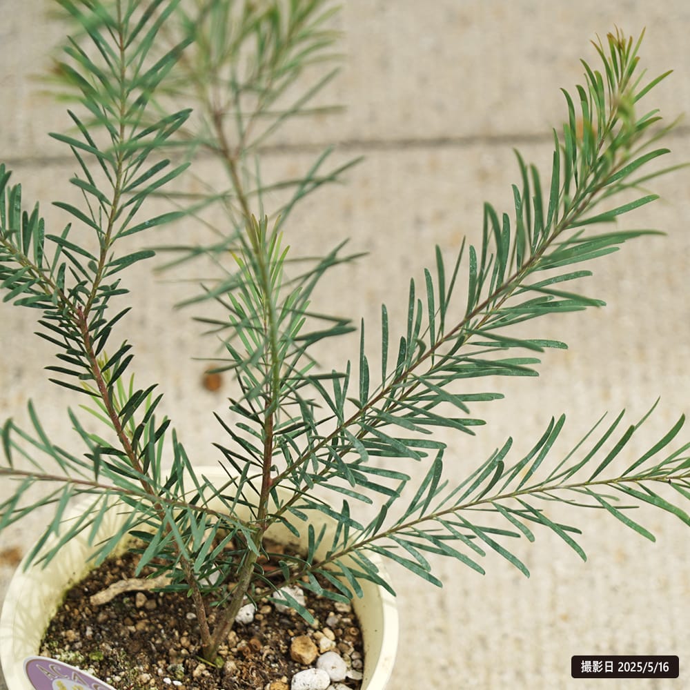 アカシア スノーウィーリバーワトル 1