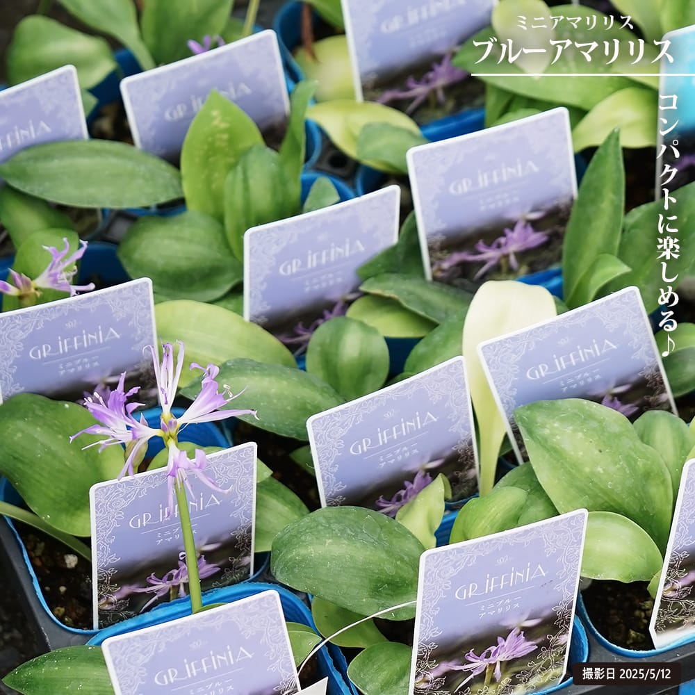 ミニアマリリス ブルーアマリリス 