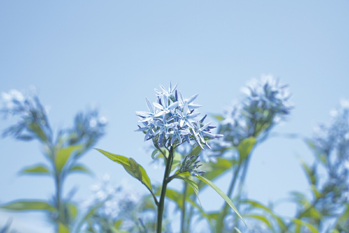 アムソニア ストームクラウド 6