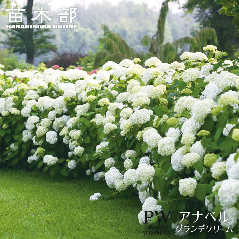 アナベル グランデ クリーム アメリカアジサイ 苗 販売 苗木部 By 花