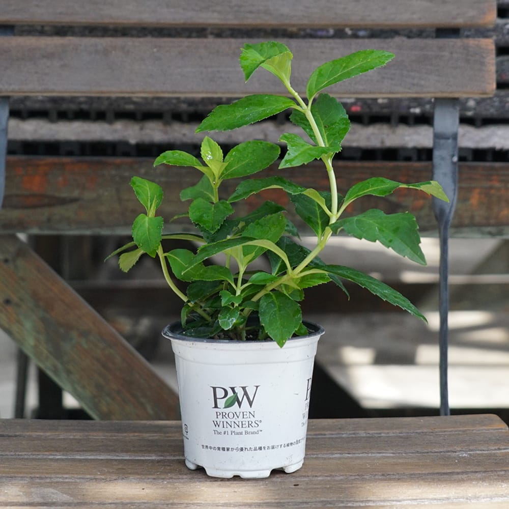 アナベル グランデ ピンク 苗 販売 苗木部 By 花ひろばオンライン