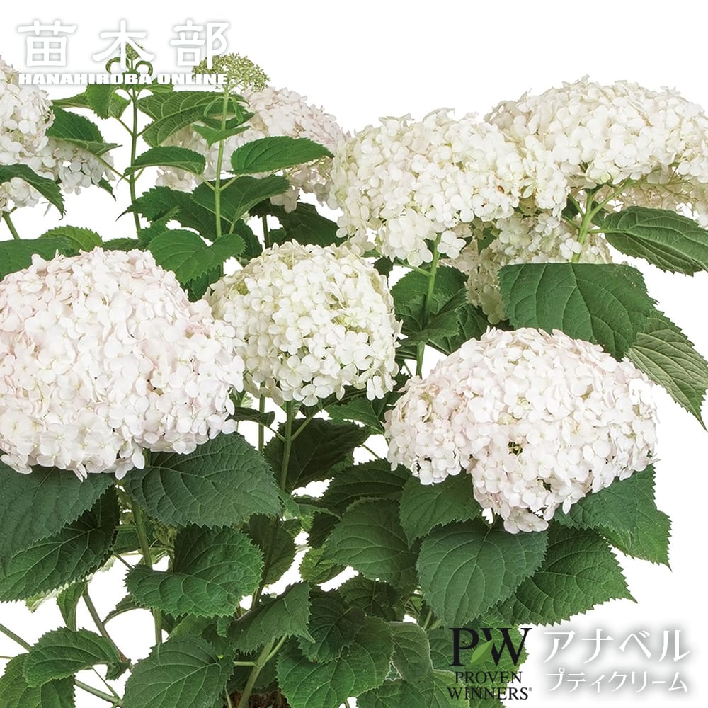 アメリカアジサイ プティクリーム 