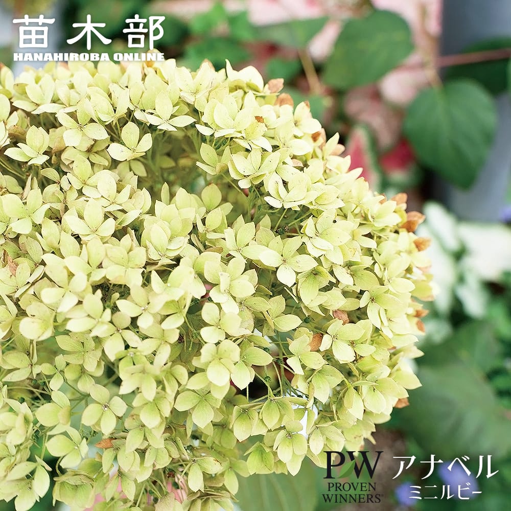 アメリカアジサイ ミニルビー 