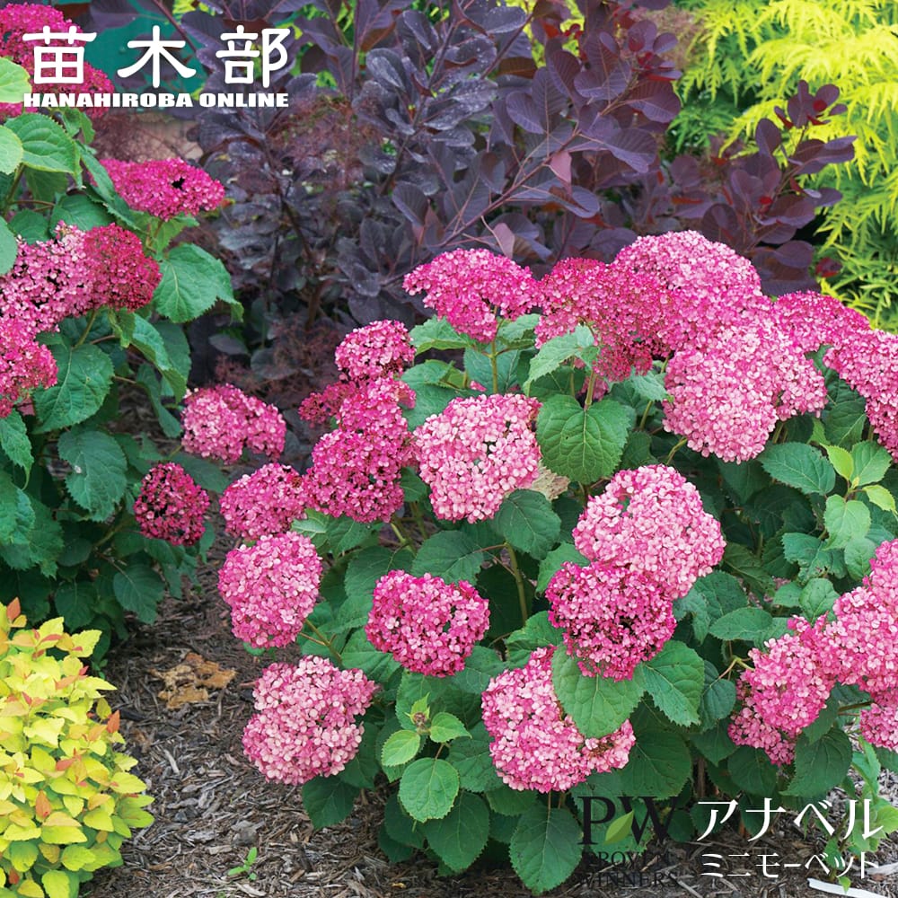 アナベル ミニモーベット アメリカアジサイ 苗 販売 苗木部 By 花