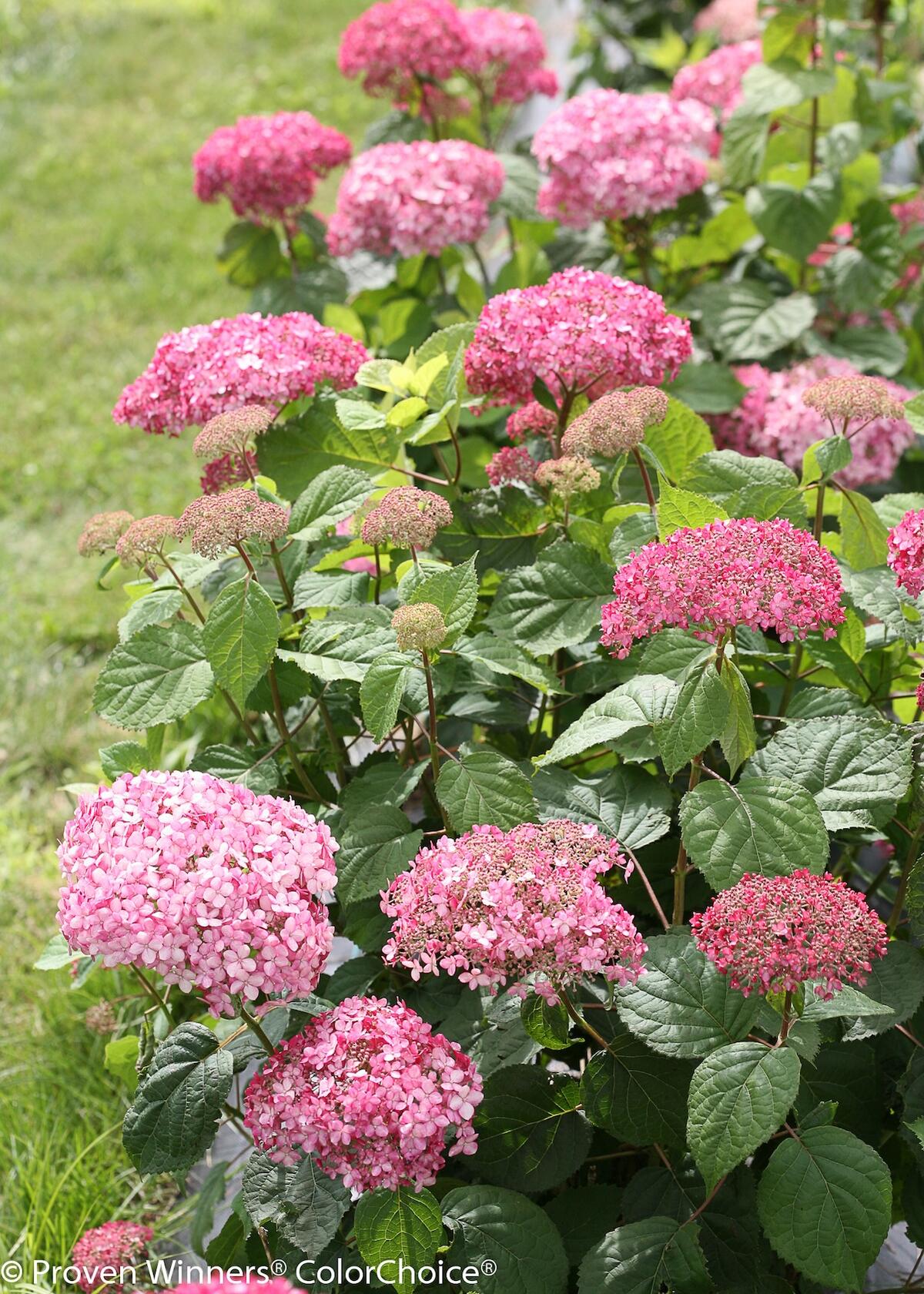 アメリカアジサイ ミディピンク 6