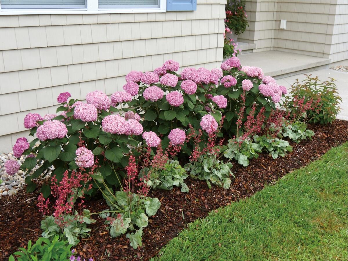 アメリカアジサイ ミニルビー 3