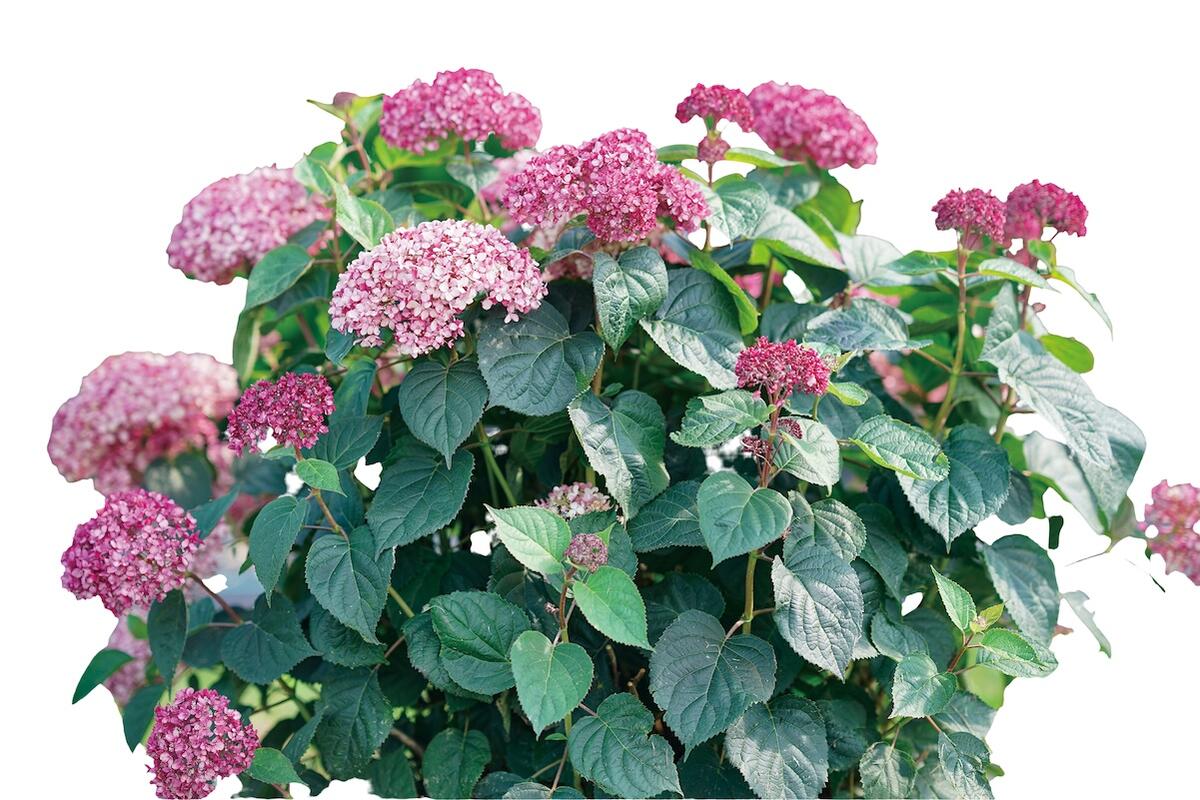 アメリカアジサイ プティガーネット 2