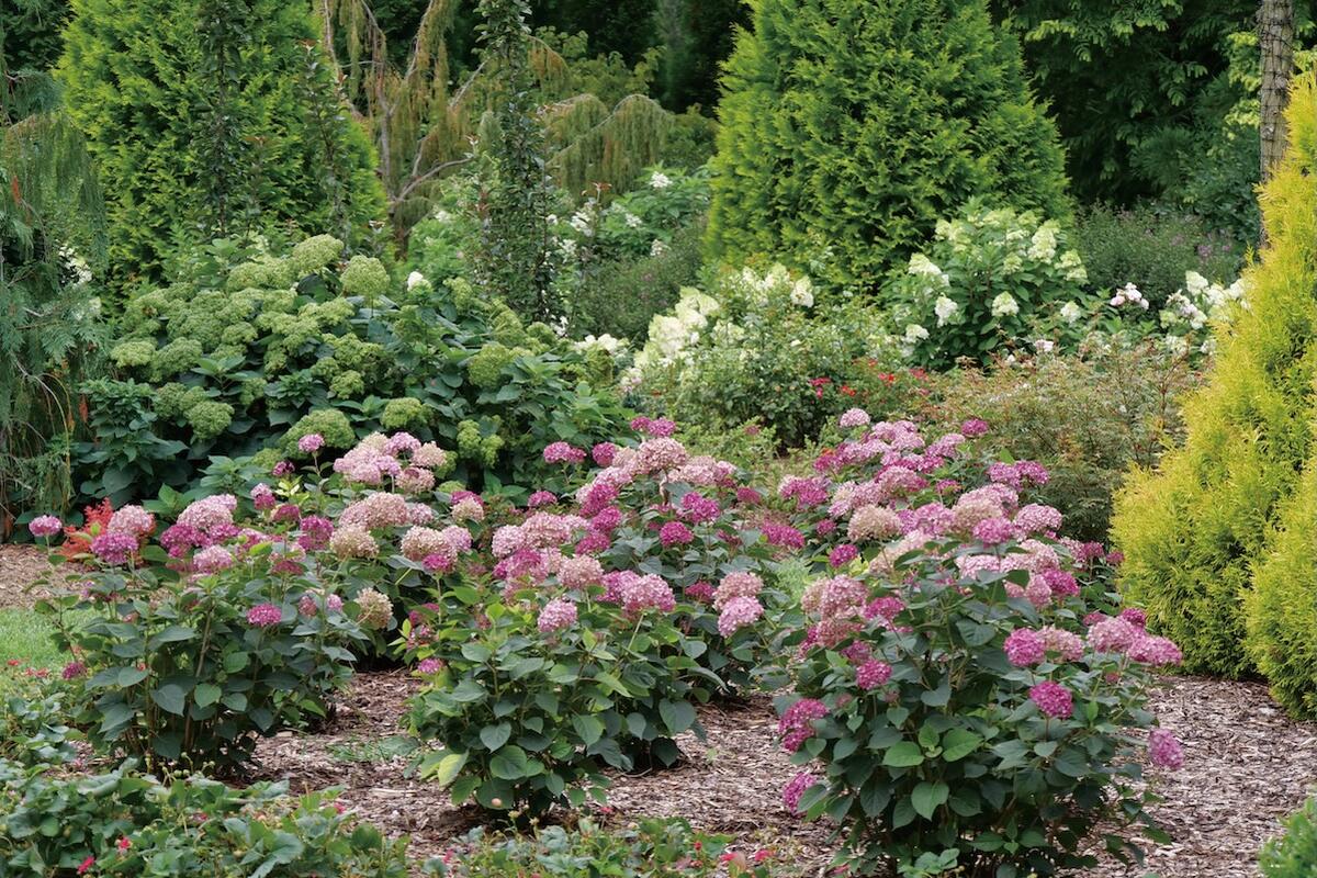 アメリカアジサイ プティガーネット 2