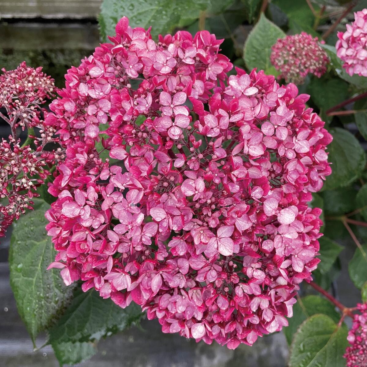 アメリカアジサイ プティガーネット 1