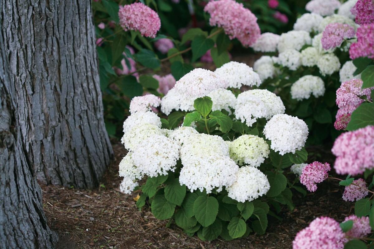 アメリカアジサイ プティクリーム 1