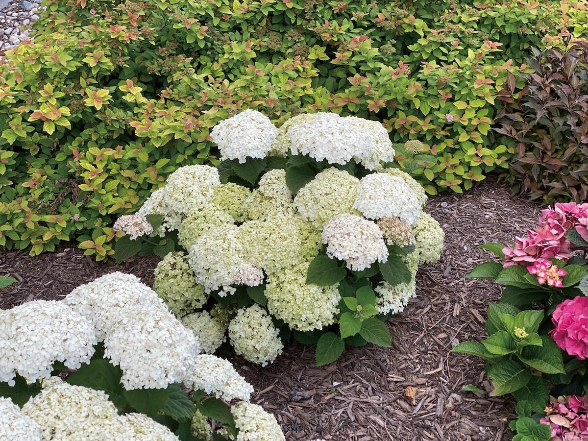 アメリカアジサイ プティクリーム 2