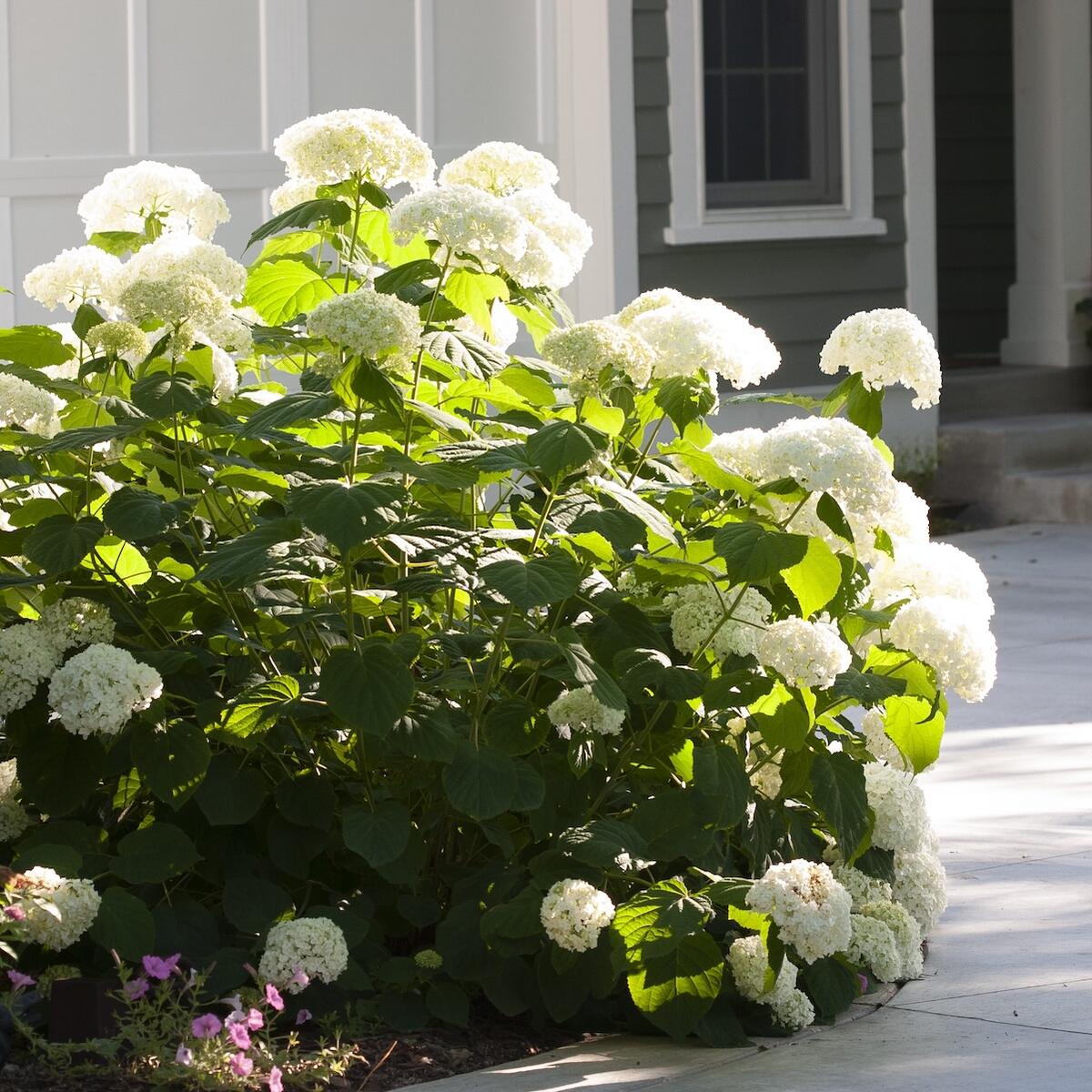 アメリカアジサイ グランデ クリーム 6