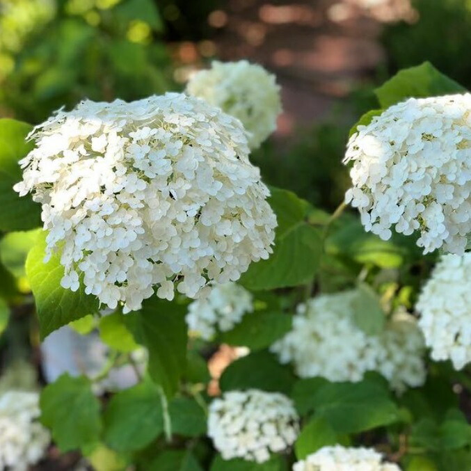 アメリカアジサイ グランデ クリーム 7