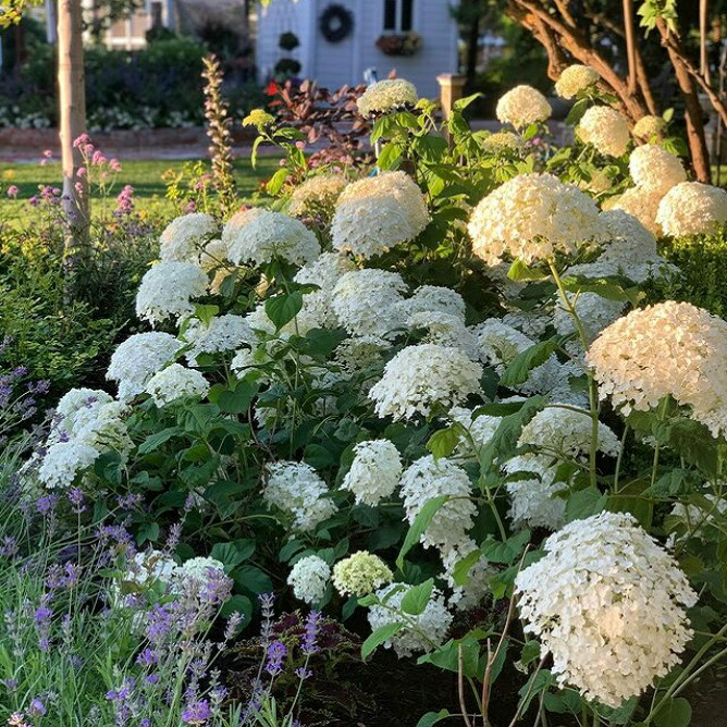 アナベル グランデ クリーム アメリカアジサイ 苗 通販 苗木部 By 花