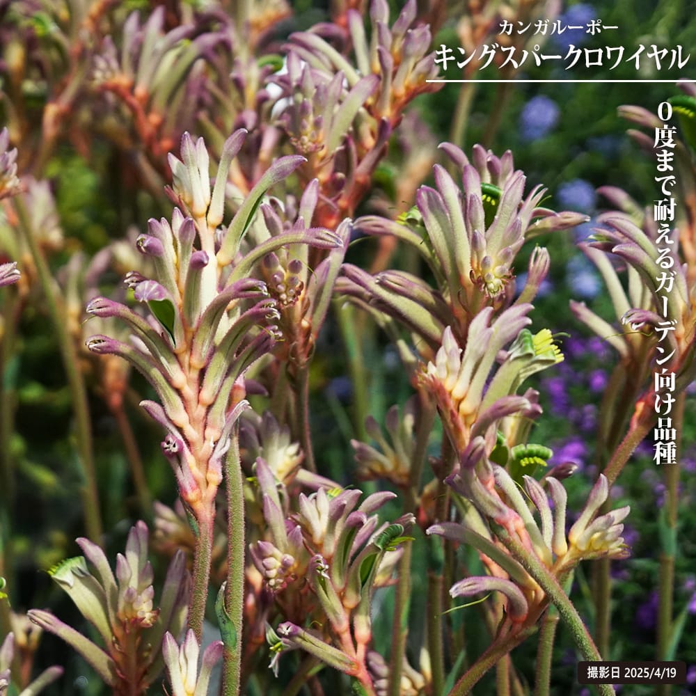 カンガルーポー キングスパークロワイヤル 