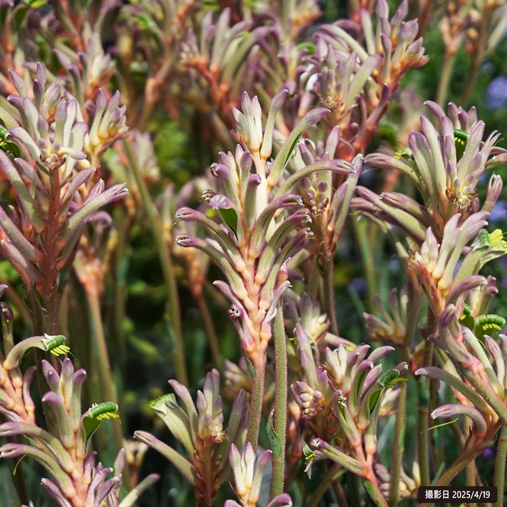 カンガルーポー キングスパークロワイヤル 1