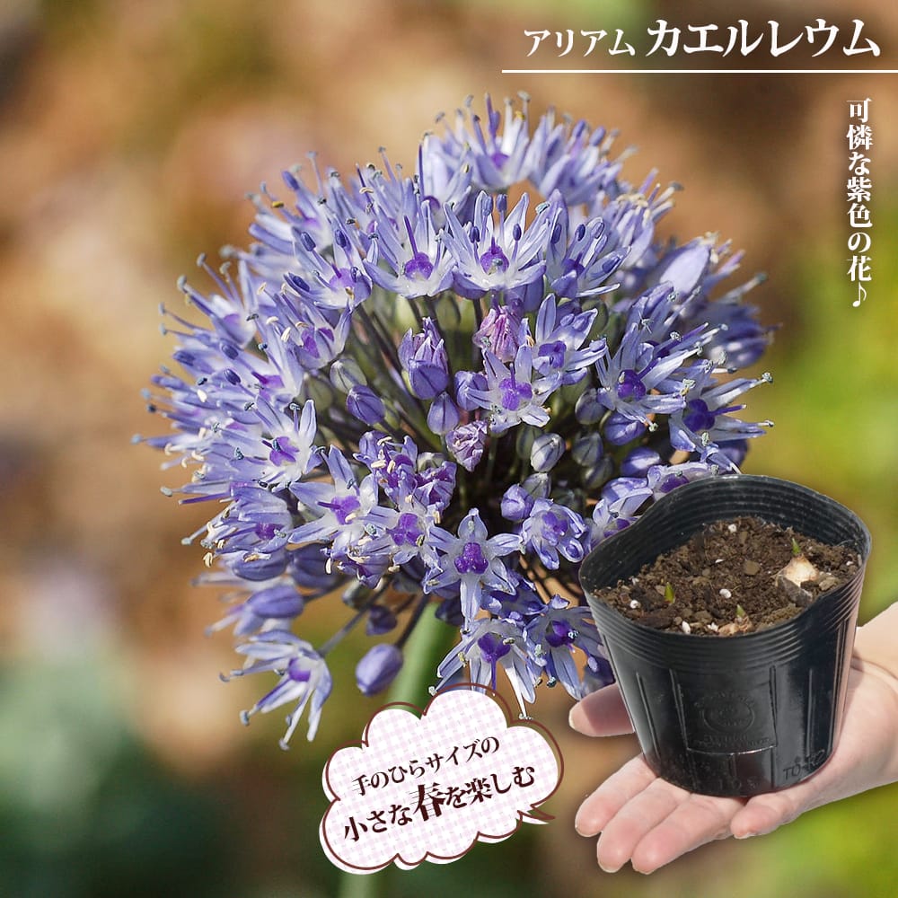 アリアム カエルレウム 