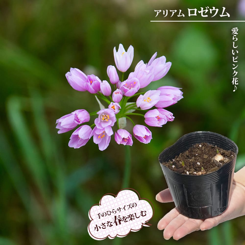 アリアム ロゼウム 