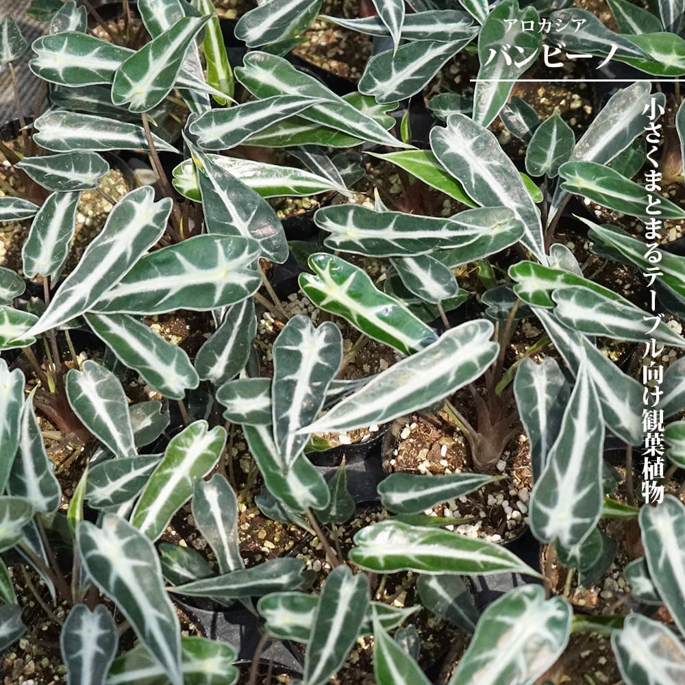 アロカシア バンビーノ 
