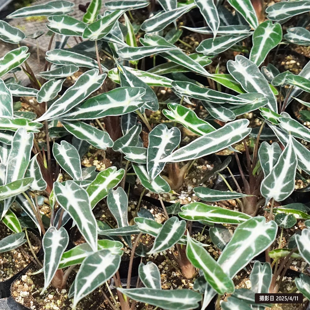 アロカシア バンビーノ 1