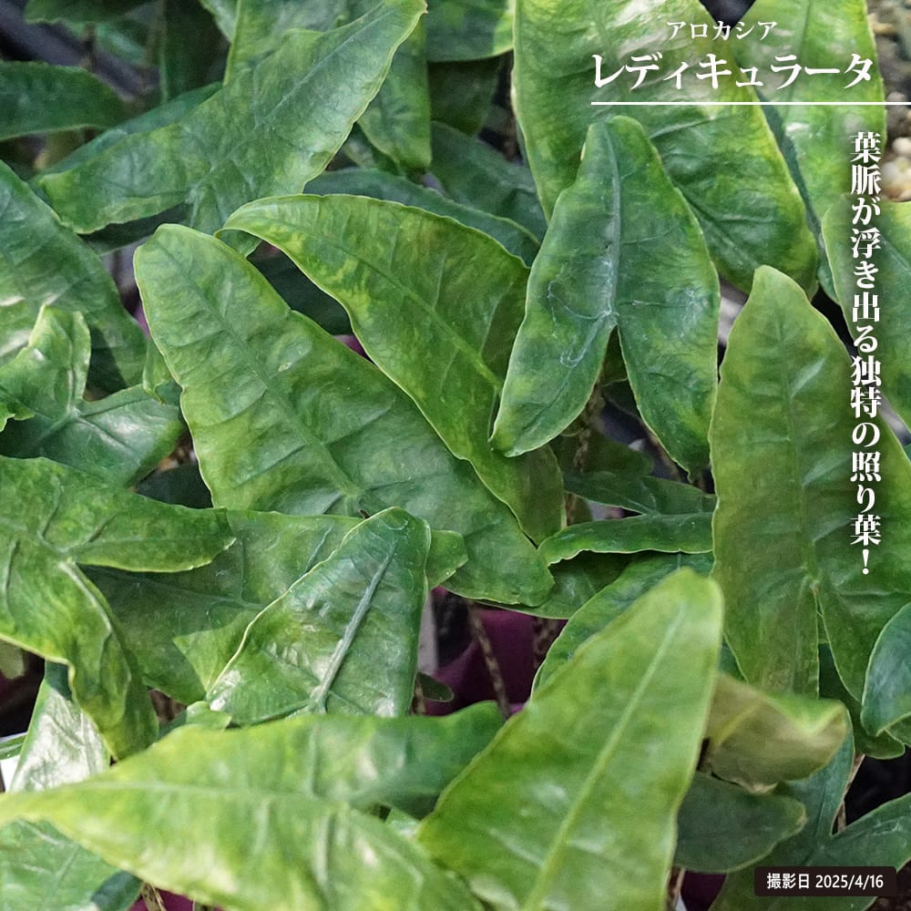 アロカシア レディキュラータ 