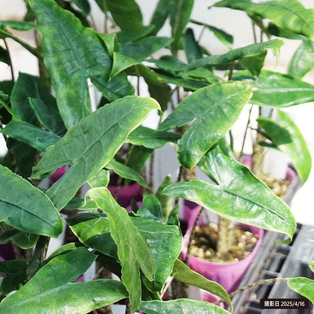 アロカシア レディキュラータ 1