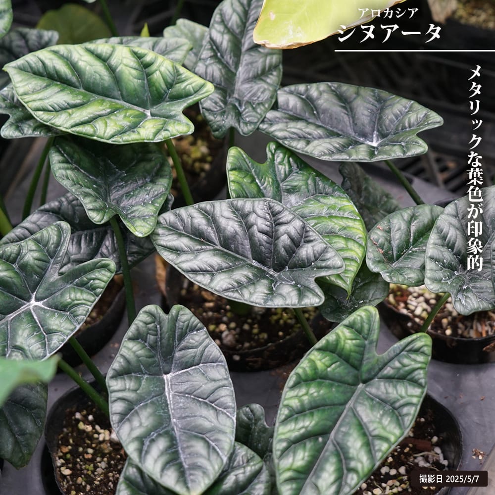 アロカシア シヌアータ 苗 販売 苗木部 By 花ひろばオンライン