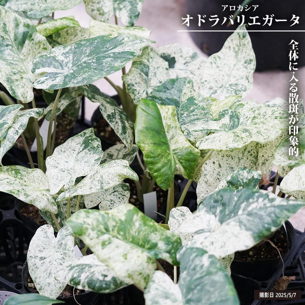 アロカシア オドラ バリエガータ 苗 販売 苗木部 By 花ひろばオンライン