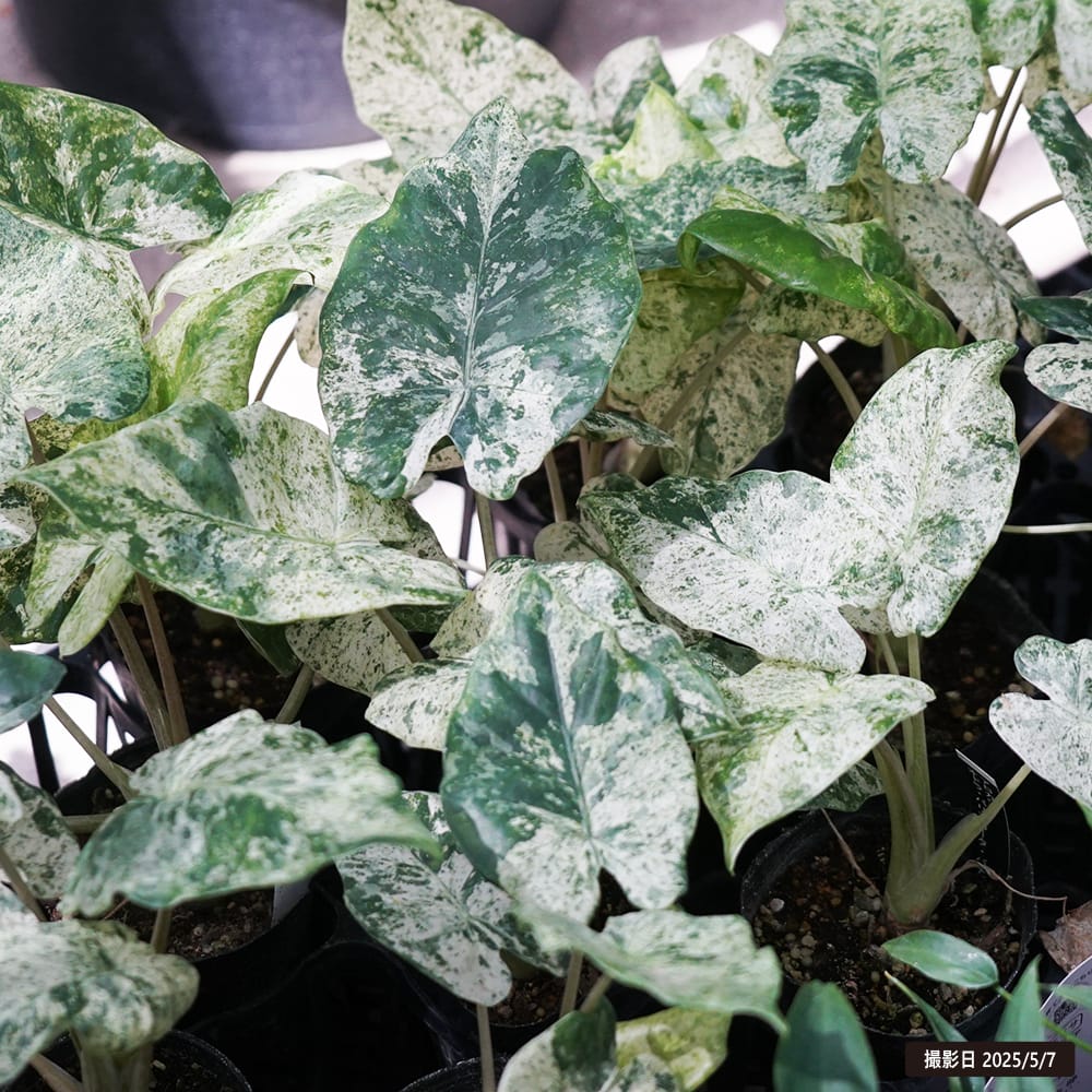 アロカシア オドラ バリエガータ 苗 販売 苗木部 By 花ひろばオンライン