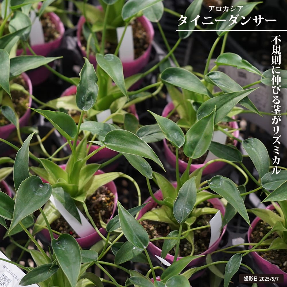 アロカシア タイニーダンサー 