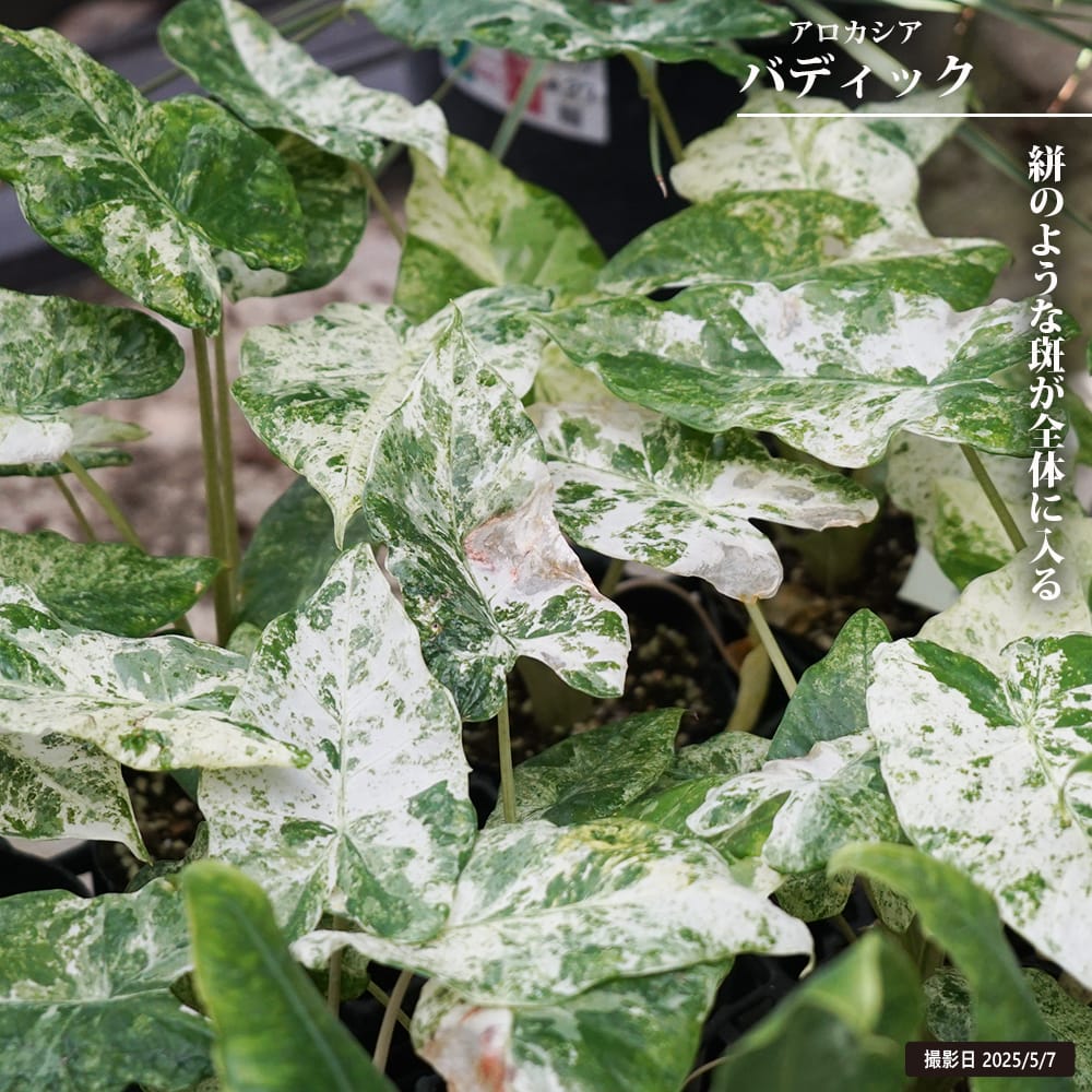 アロカシア バディック 