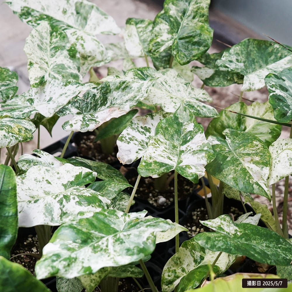 アロカシア バディック 1