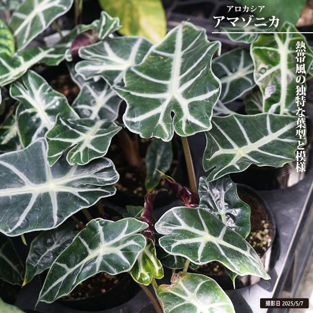 アロカシア アマゾニカ 