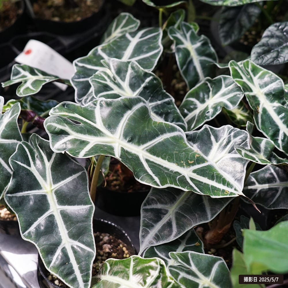 アロカシア アマゾニカ 1