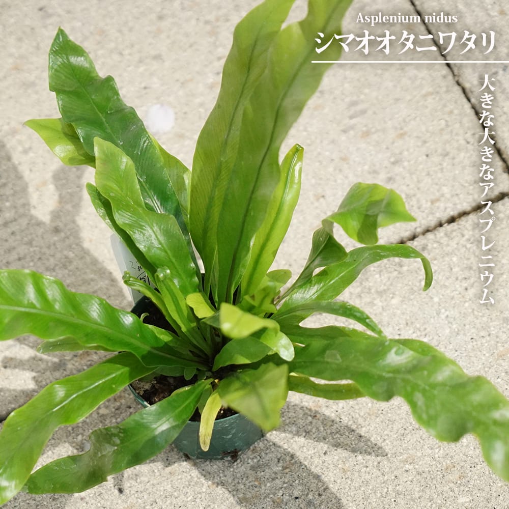 アスプレニウム シマオオタニワタリ 