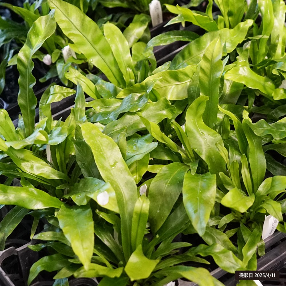 アスプレニウム シマオオタニワタリ 4